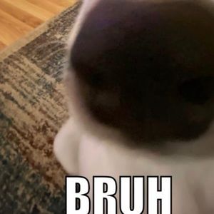 Meet your Posher, Baylor